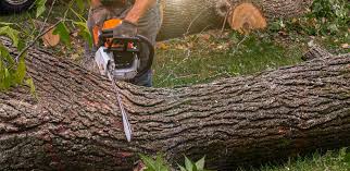 Best Arborist Consultation Services  in Chimayo, NM