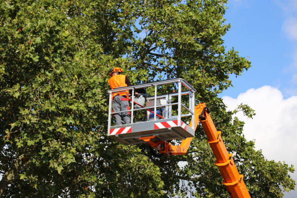 Best Fruit Tree Pruning  in Chimayo, NM