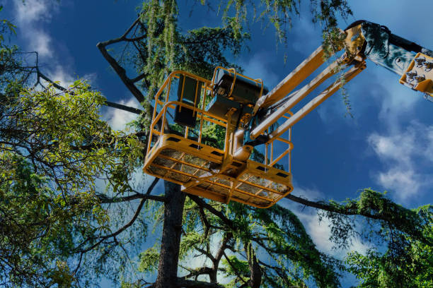 Best Soil Testing and Treatment  in Chimayo, NM