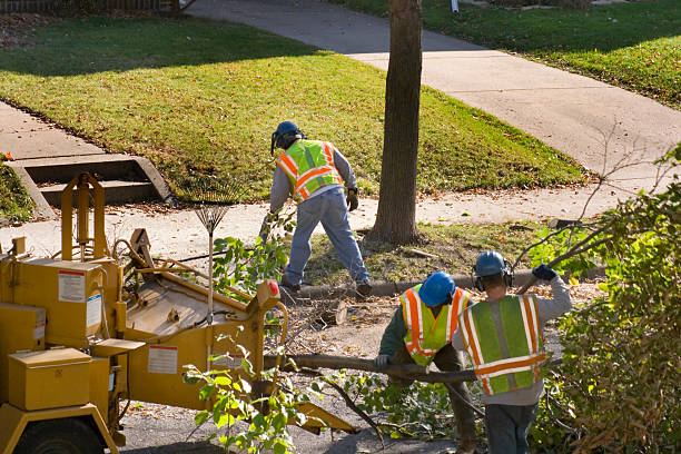 Best Tree Removal  in Chimayo, NM