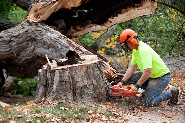 Best Root Management and Removal  in Chimayo, NM