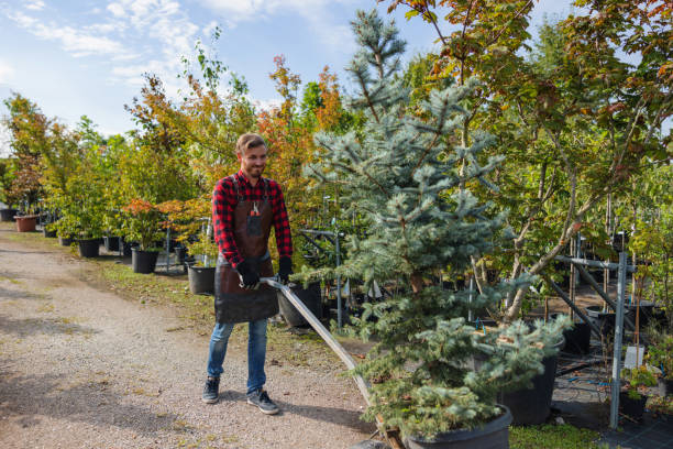Best Tree Maintenance Programs  in Chimayo, NM