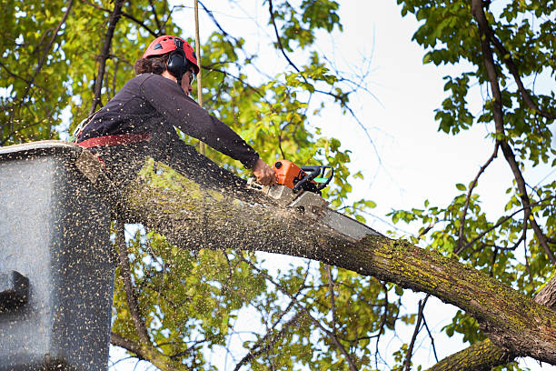 Best Hazardous Tree Removal  in Chimayo, NM